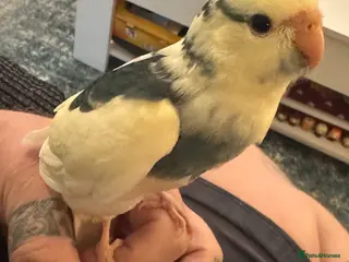 Parakeets birds 3 x Kakariki chicks for sale. - Advert 1