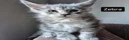 Maine Coon cats for sale: Pedigree mainecoon kittens  - Advert 16