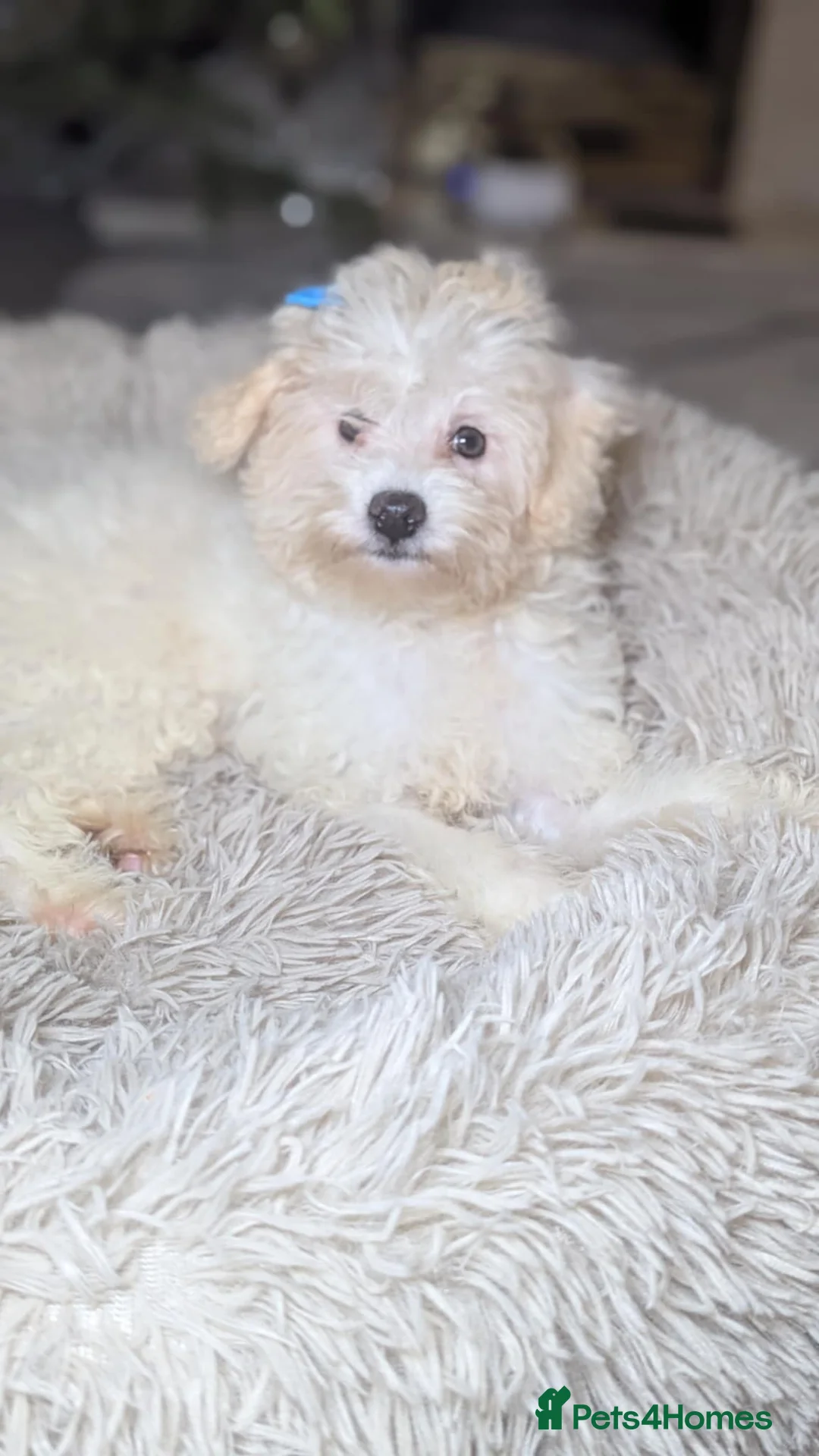 Maltipoo dogs for sale: Dominic C - Advert 3