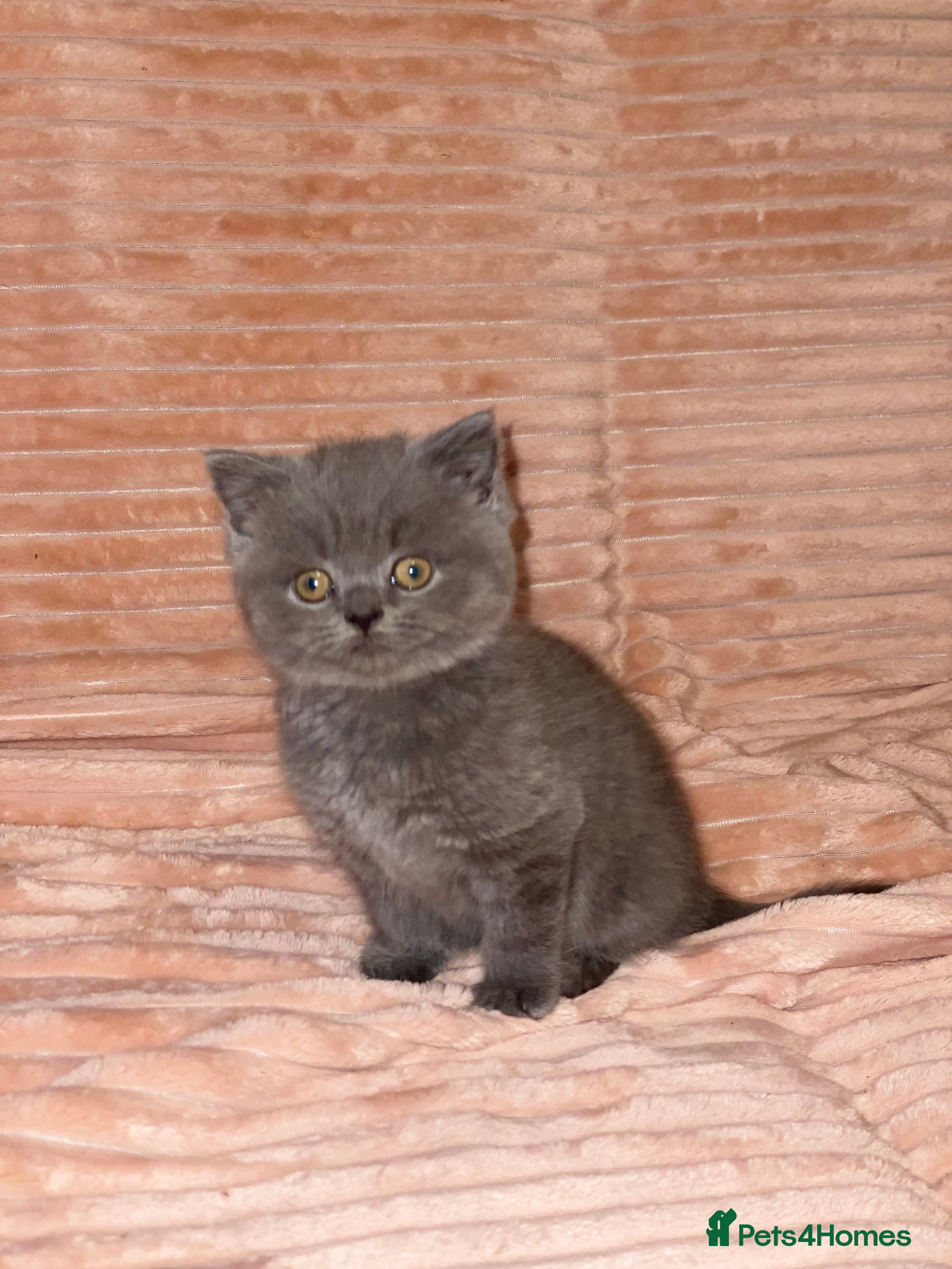 British Shorthair cats Gorgeous BSH kittens  - Advert 13