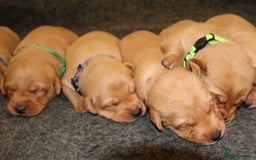 Labrador Retriever dogs for sale: Red Fox Labs : Health Checked-KC Reg-FTCH Pedigree - Image 2