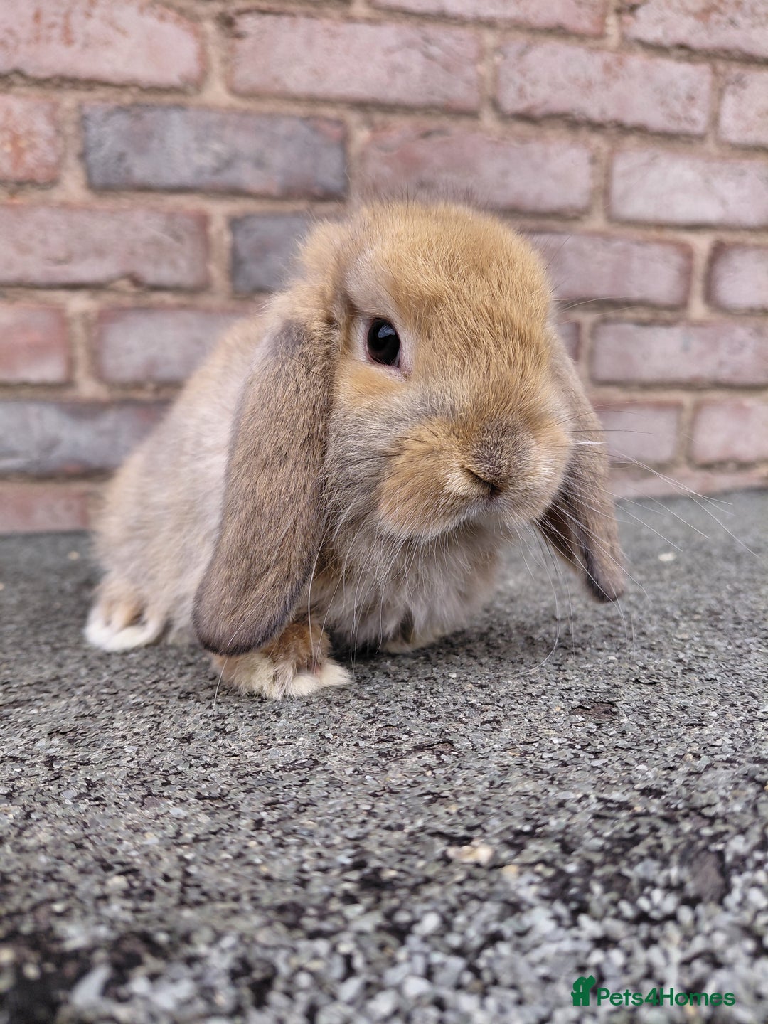 Mini Lop rabbits for sale: Mini Lop babies. Bucks only - Image 5