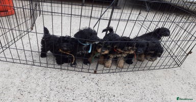 Jackapoo dogs in Telford - Advert 2