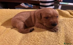 Labrador Retriever dogs for sale: Plump little Red Labrador Puppies! - Image 27