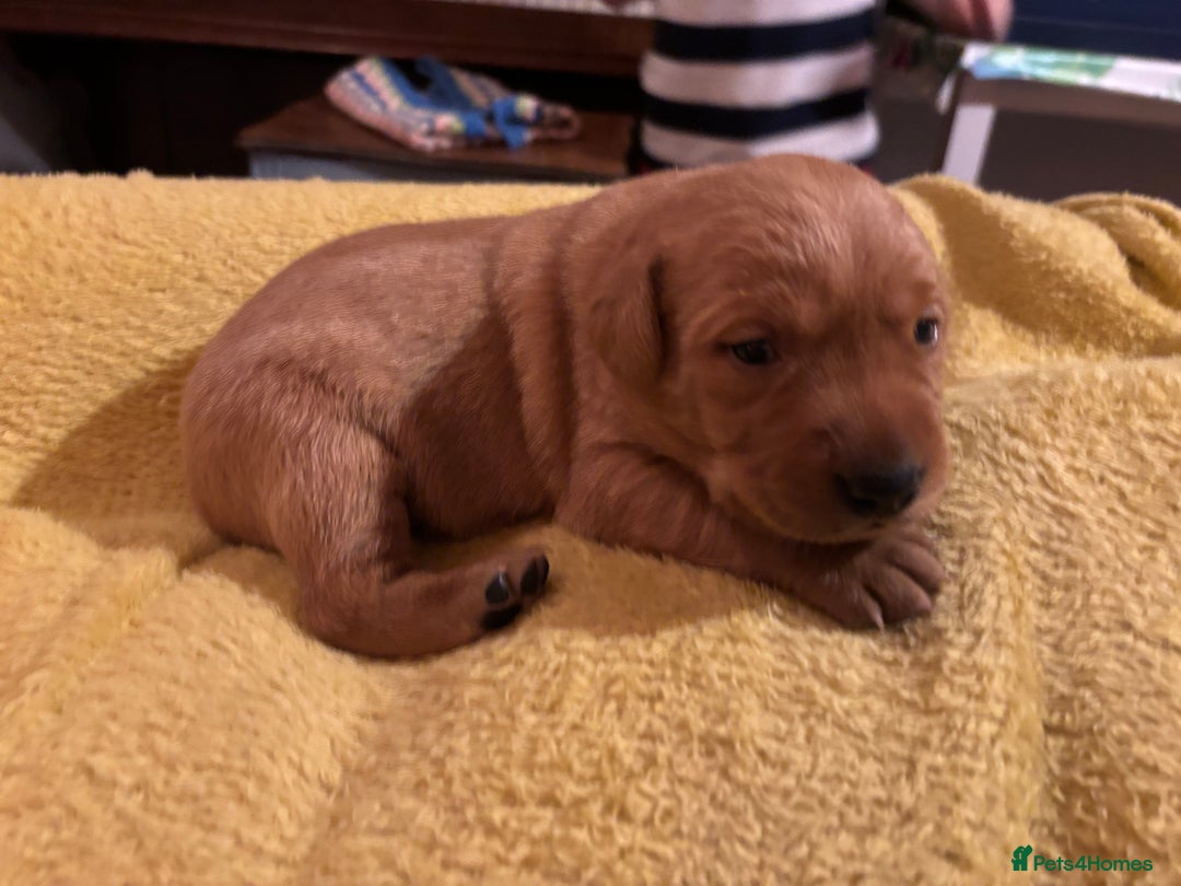 Labrador Retriever dogs for sale: Plump little Red Labrador Puppies! - Image 27