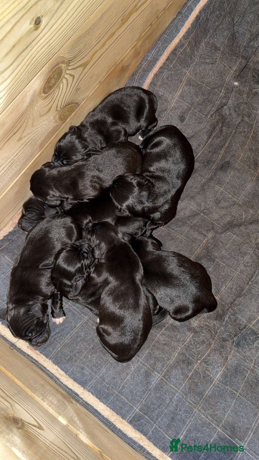 Springador dogs for sale: Springador puppies  - Image 2