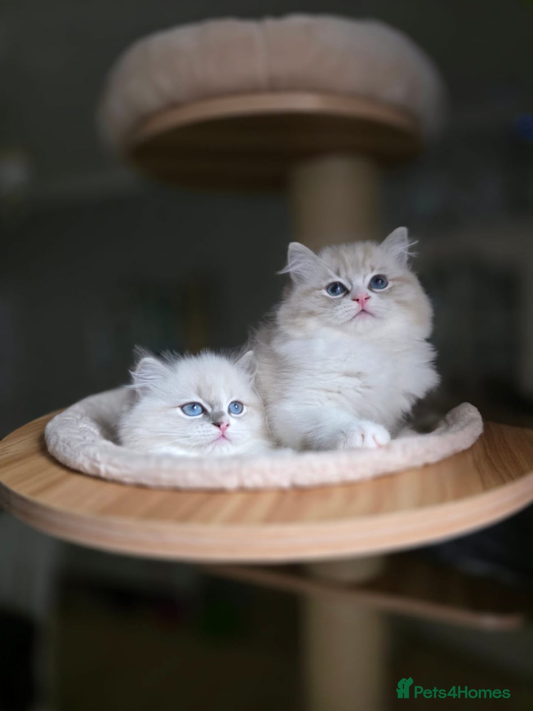 Ragdoll cats for sale: 🩷Amazing European Grand Champion lines🏆🥇 TICA💙 - Advert 10