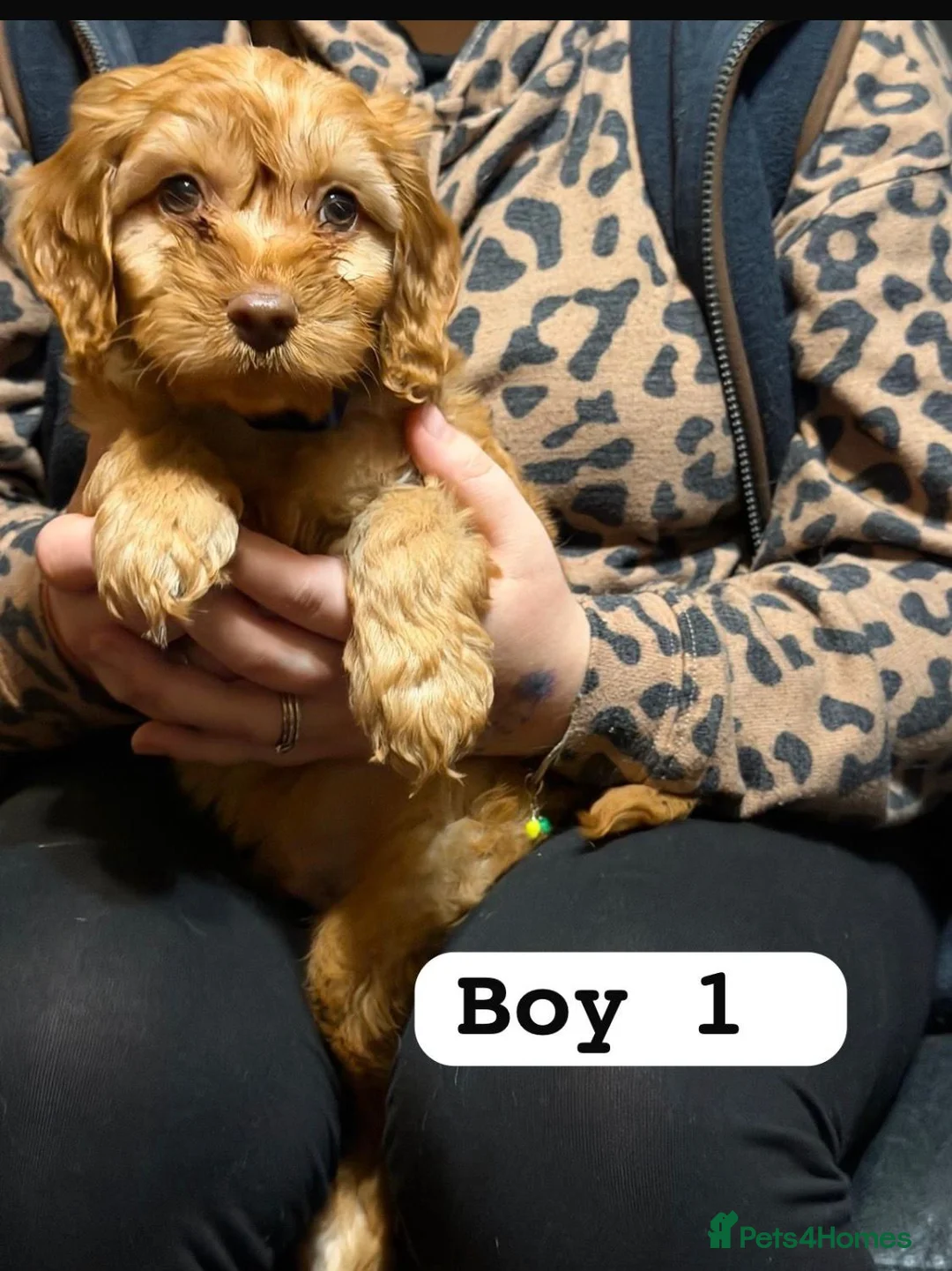 Cockapoo dogs for sale: f1 cockerpoo puppies - Advert 5