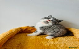 British Shorthair cats for sale: 🐻 STUNNING GIRL GCCF REGISTERED REDUCED LAST 1 🐻 - Image 12