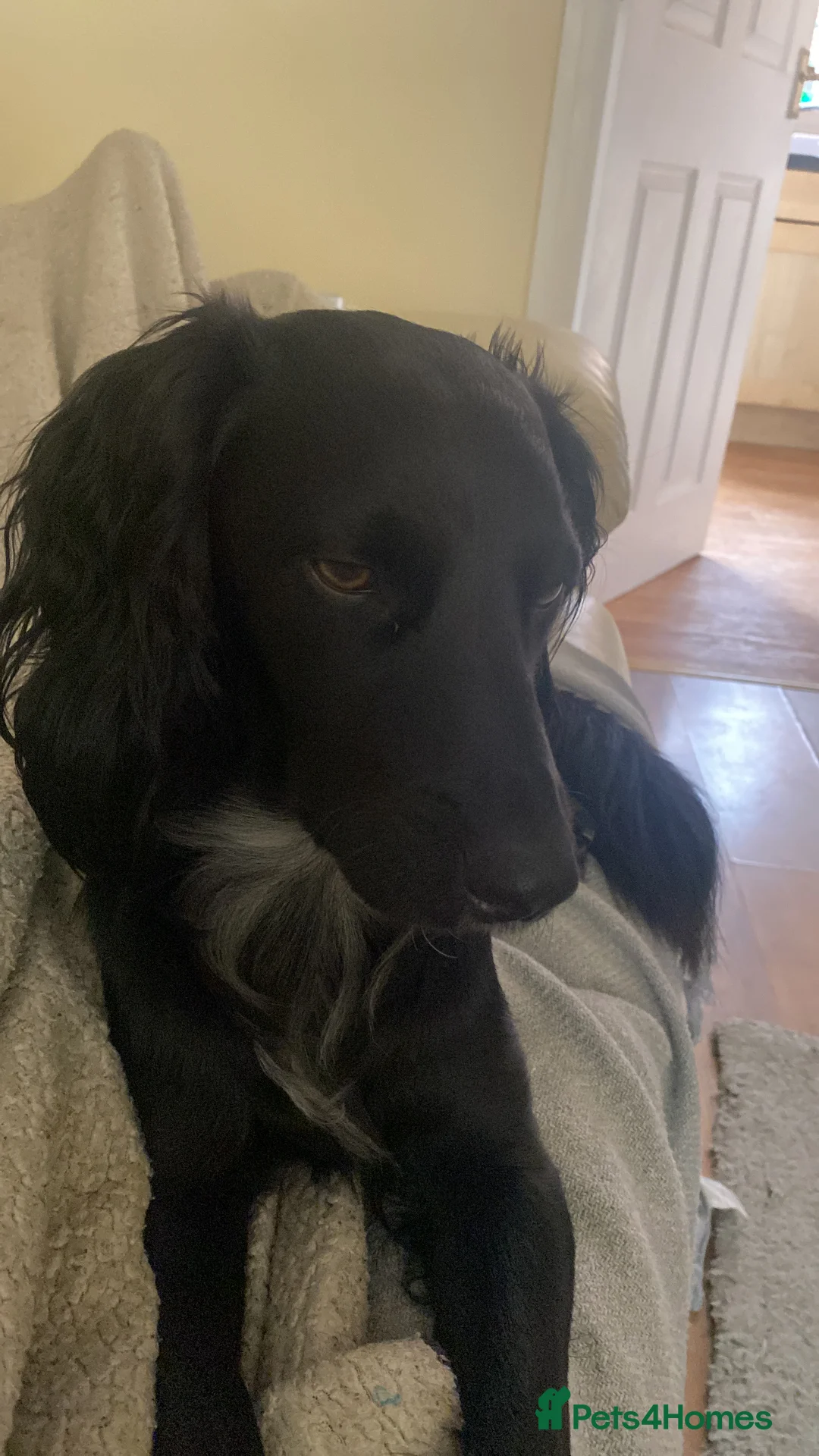 Cocker Spaniel dogs for sale: Pablo - Advert 2