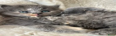 British Shorthair 3