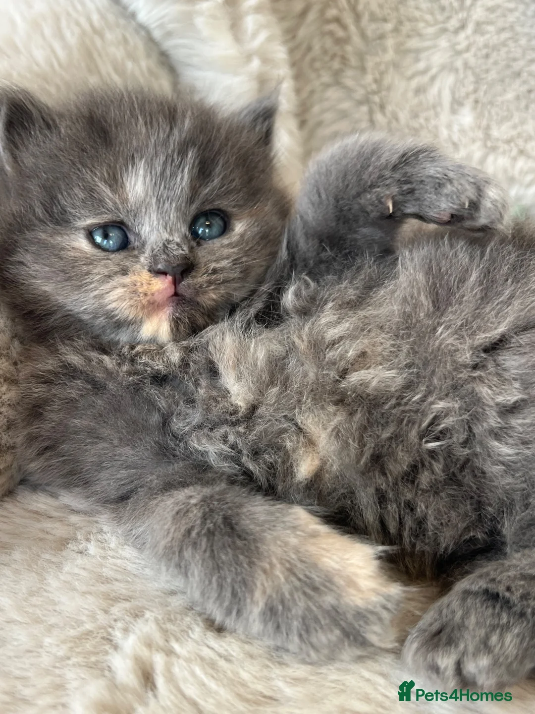 British Shorthair cats for sale: British x Scottish adorable rare kittens  - Advert 13