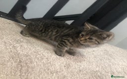 Mixed Breed cats for sale: Gorgeous Tabby Girl Kittens Ready  - Image 16