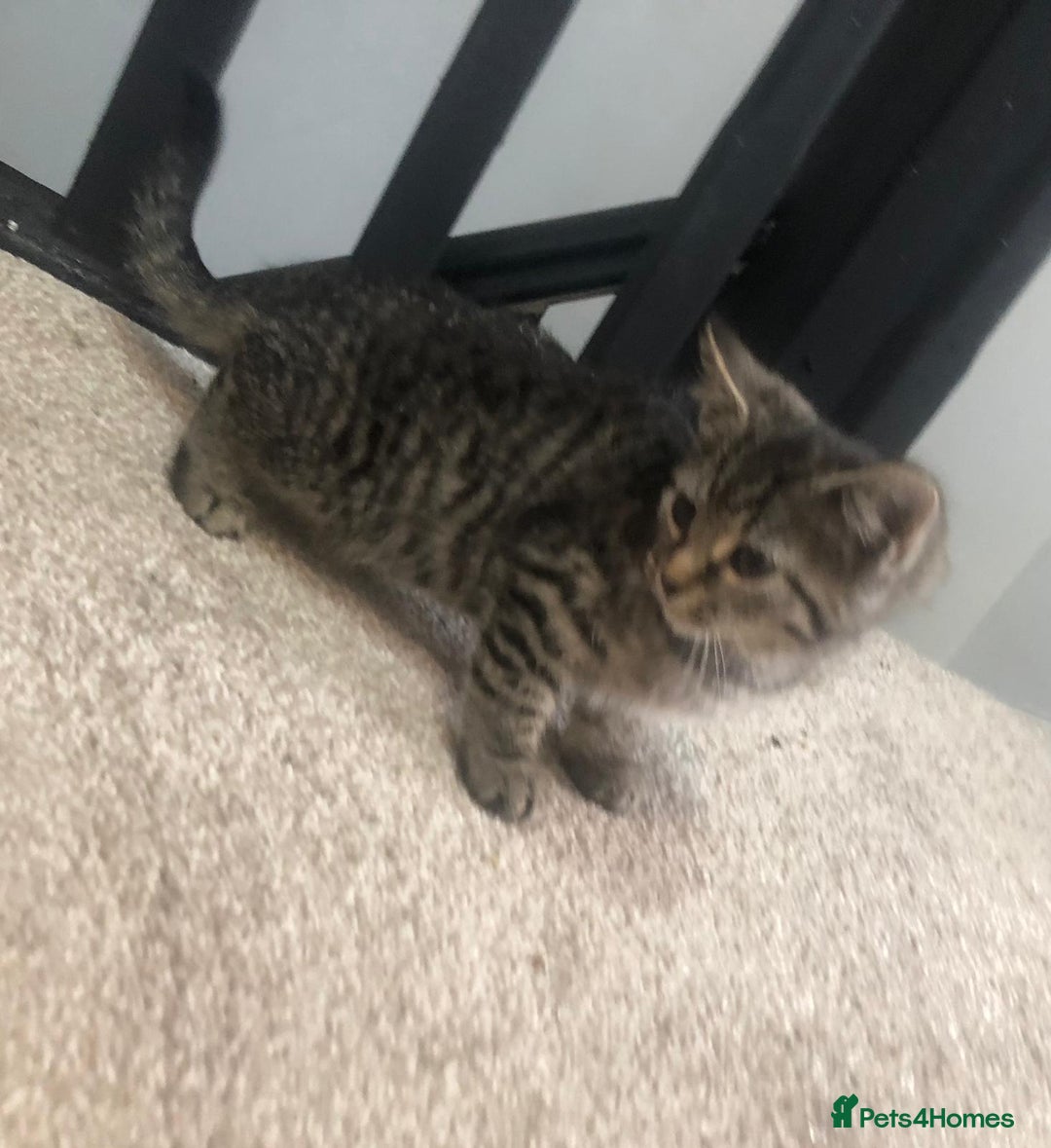 Mixed Breed cats for sale: Gorgeous Tabby Girl Kittens Ready  - Image 16
