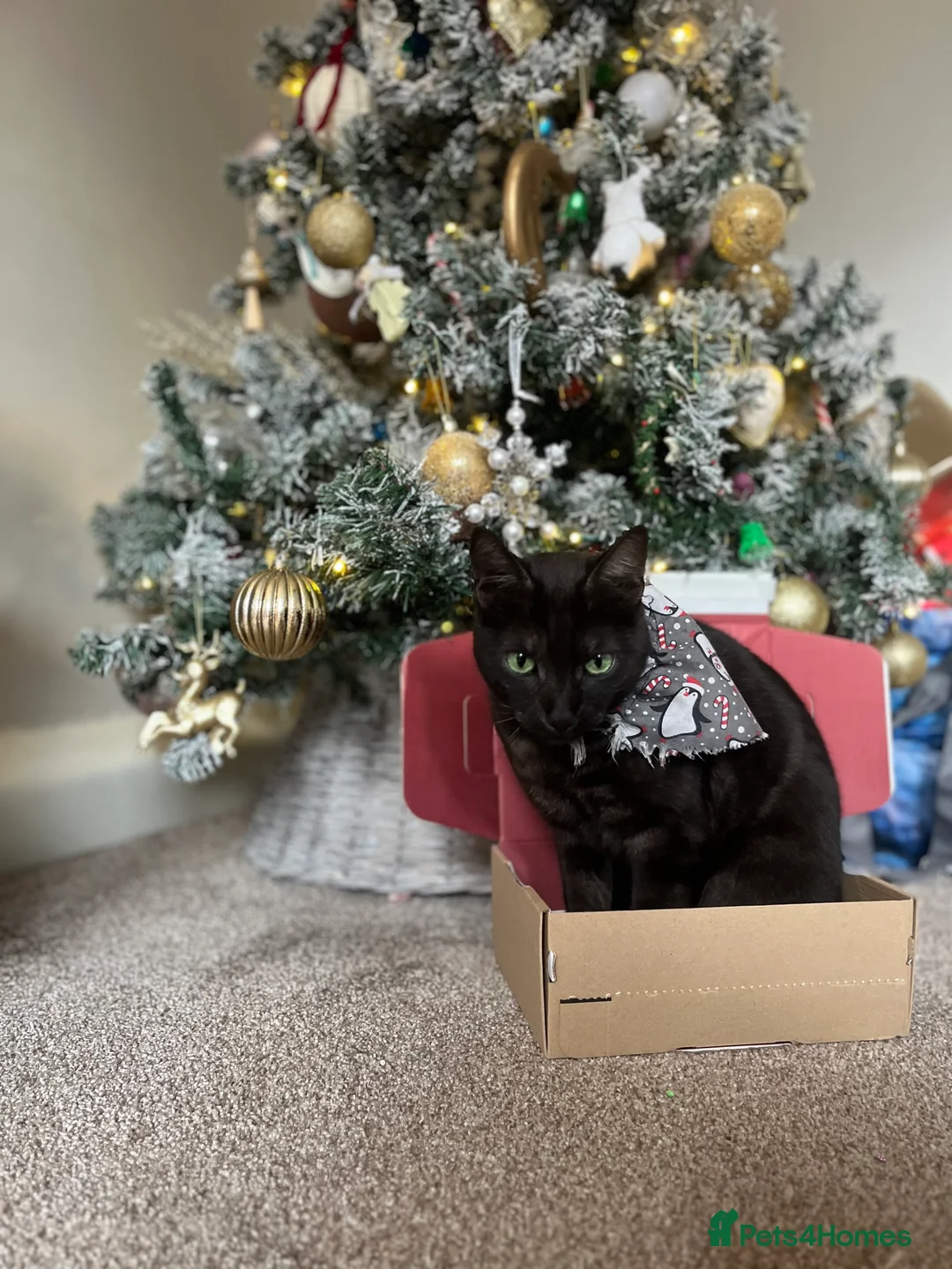 Domestic Shorthair cats for sale: Archie - 6 Year Old Ghost Tabby for Rehome - Advert 2