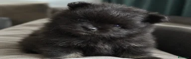 Pomeranian 3