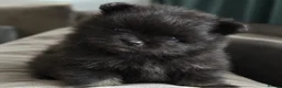 Pomeranian dogs for sale: Beautiful KC Registered Pomeranian Puppies in Dagenham - Advert 6