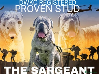 Cane Corso dogs Stud - Advert 1