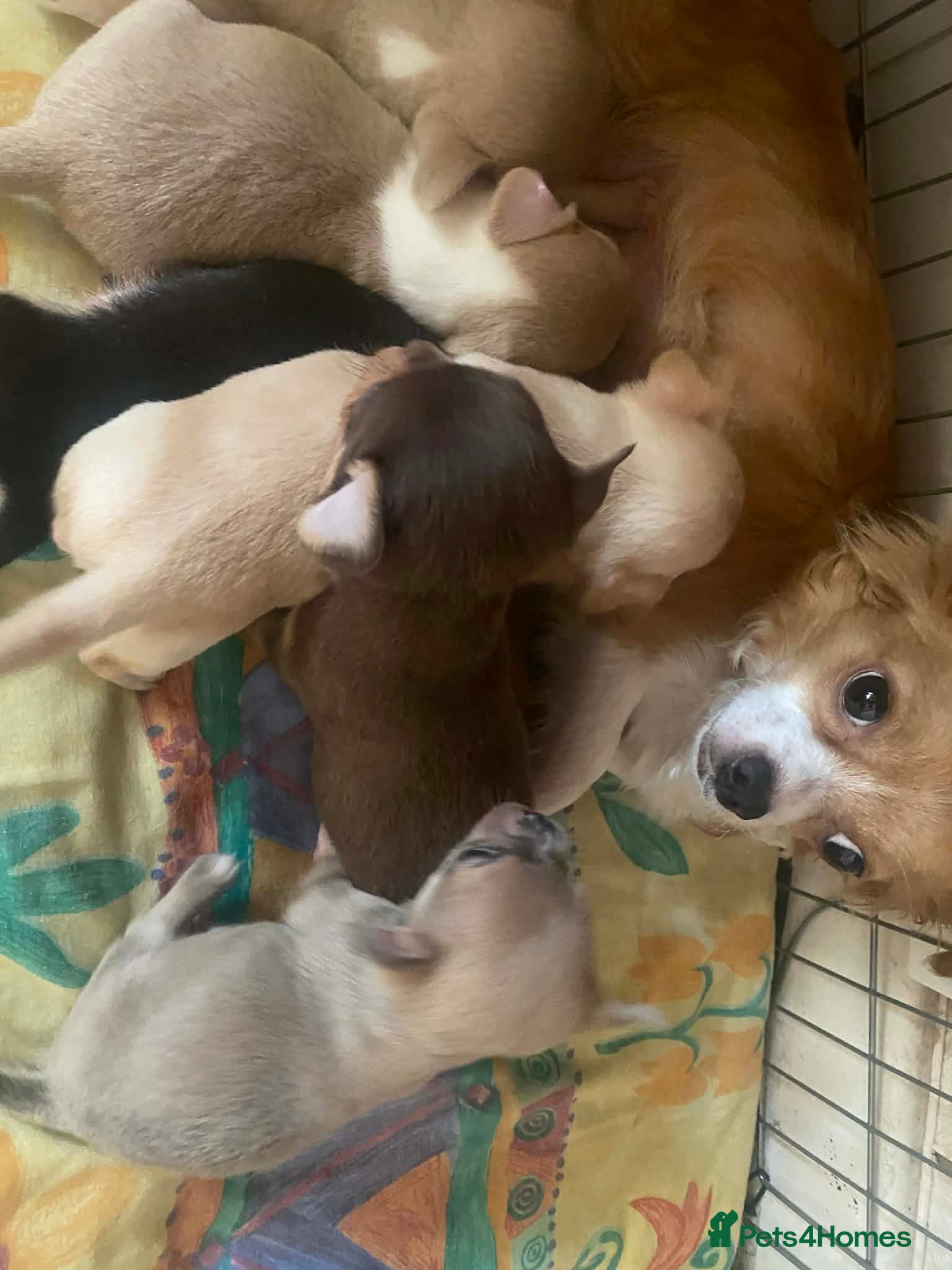 Chihuahua dogs puppis for sale  - Advert 2