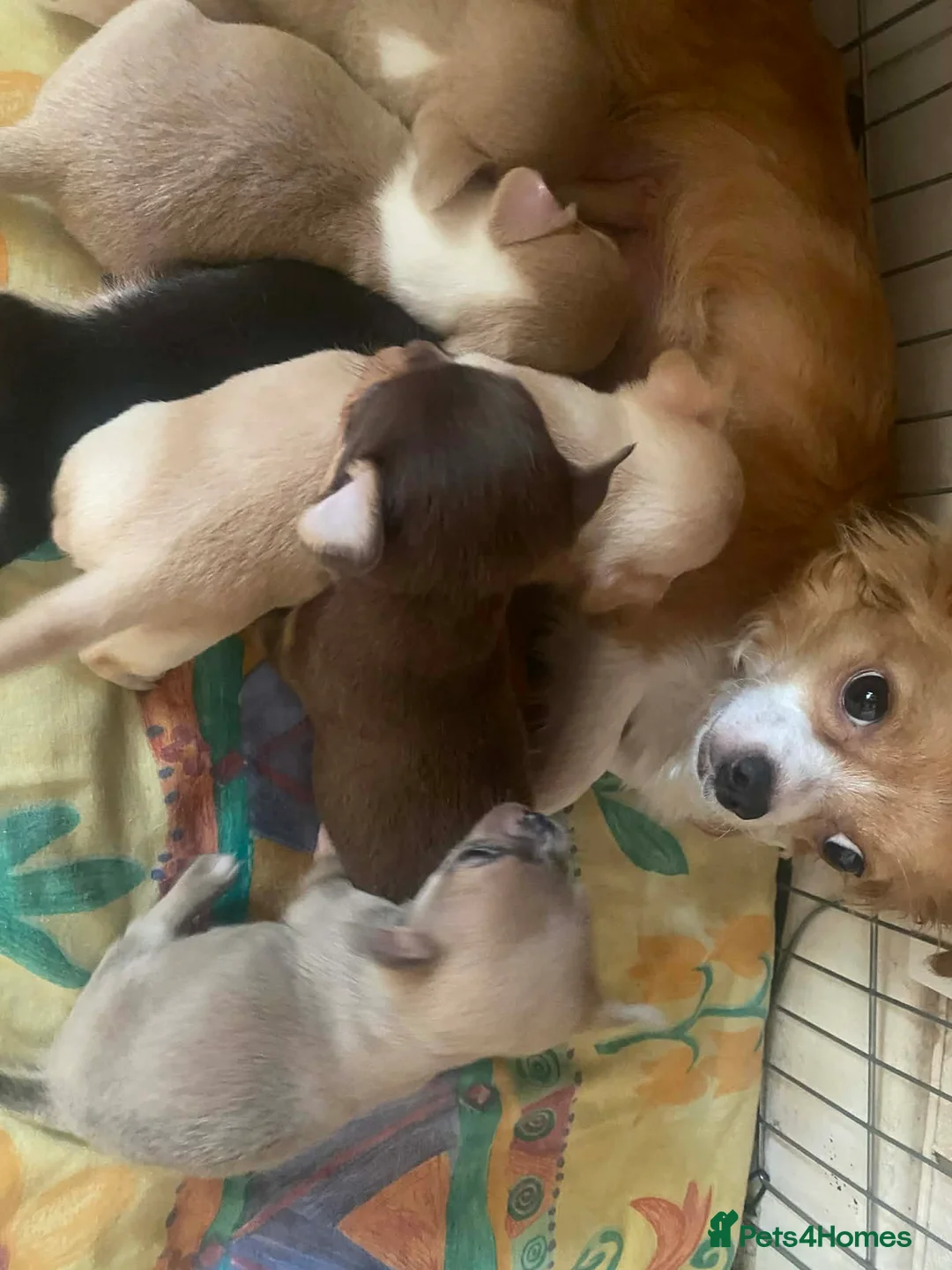 Chihuahua dogs for sale: chihuahua puppis for sale  - Advert 2