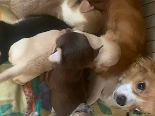 Chihuahua dogs puppis for sale - Advert 2