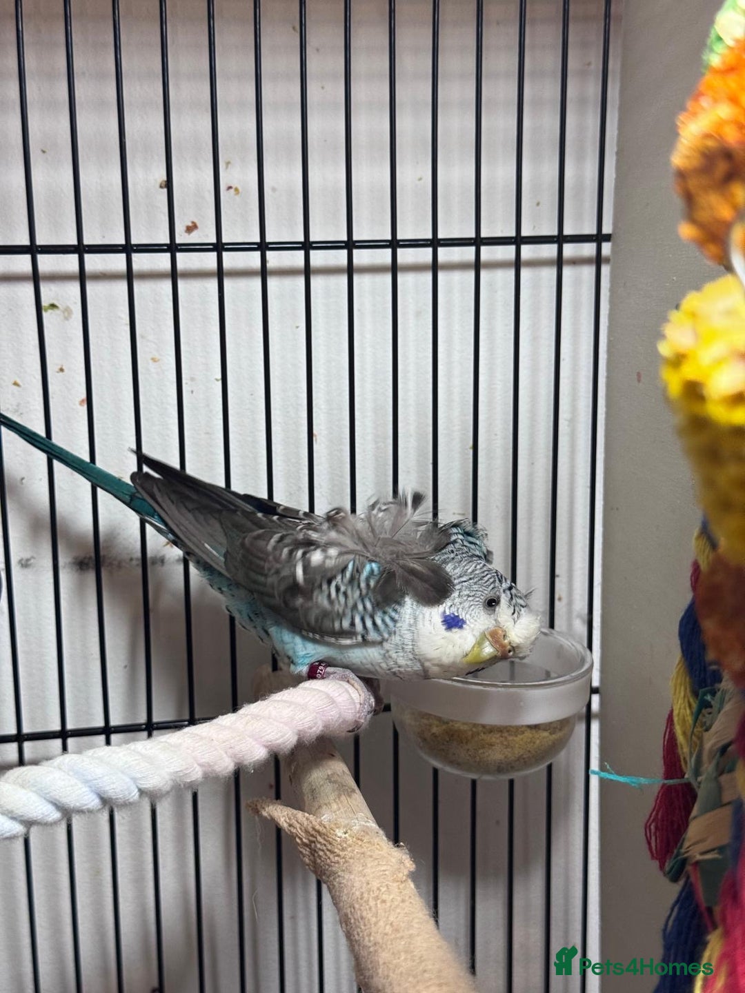 Budgerigars birds for sale: Young Black wing hen budgie for sale  - Advert 2