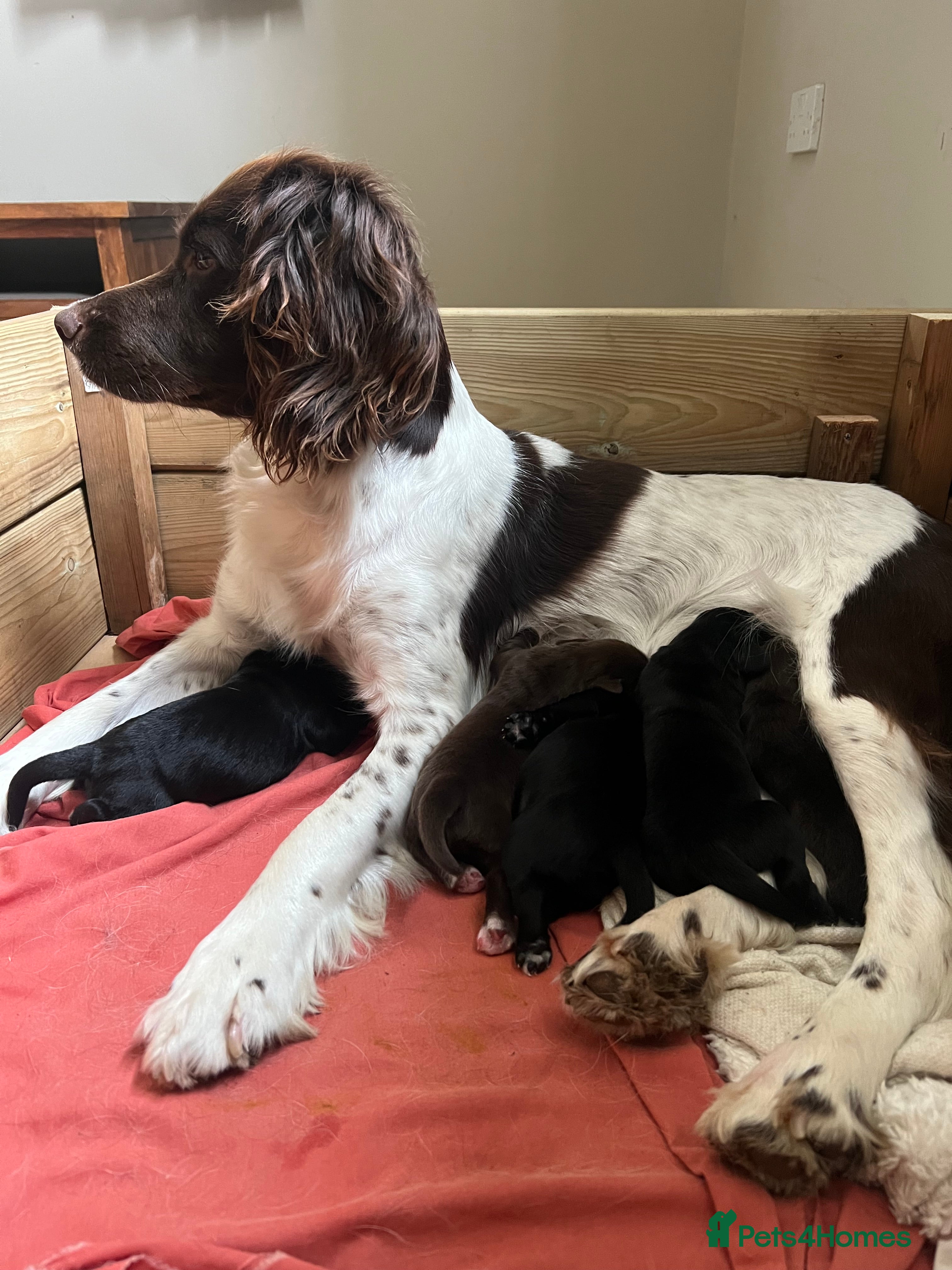 Springador dogs Springador Puppies for Sale  - Advert 1