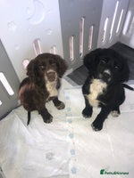 Sprocker dogs - Advert 1