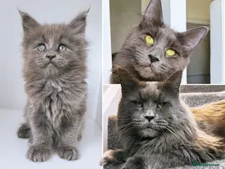 Maine Coon cats 1 girl left - DNA health tested maine coon kittens - Advert 2
