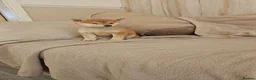 Japanese Shiba Inu dogs for sale: Japanese Shiba Inu  - Advert 8