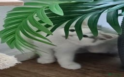 Ragdoll cats for sale: Mixed tabby ragdoll - Image 3