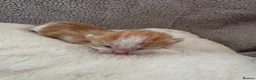 Mixed Breed cats for sale: Kittens - Advert 16