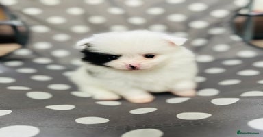 Pomeranian dogs - Advert 2