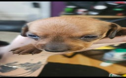 Miniature Dachshund dogs for sale: Miniature Dachshund Puppies – 2 Boys, 1 Girl - Image 3