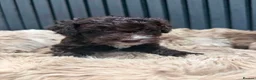 Cockapoo dogs for sale: Cockapoo puppies - Advert 14