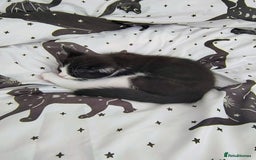 Mixed Breed cats for sale: mixed breed kitten  - Image 2