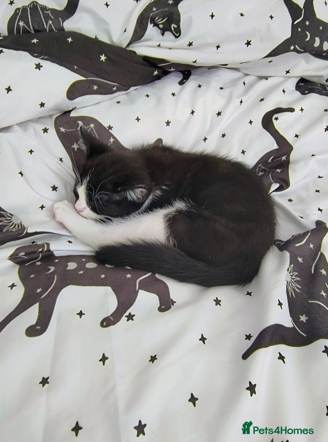 Mixed Breed cats for sale: mixed breed kitten  - Image 2
