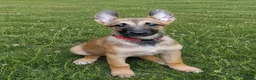 Belgian Shepherd Dog dogs for sale: Quality Malinois pups only 2 of the females left  - Advert 4