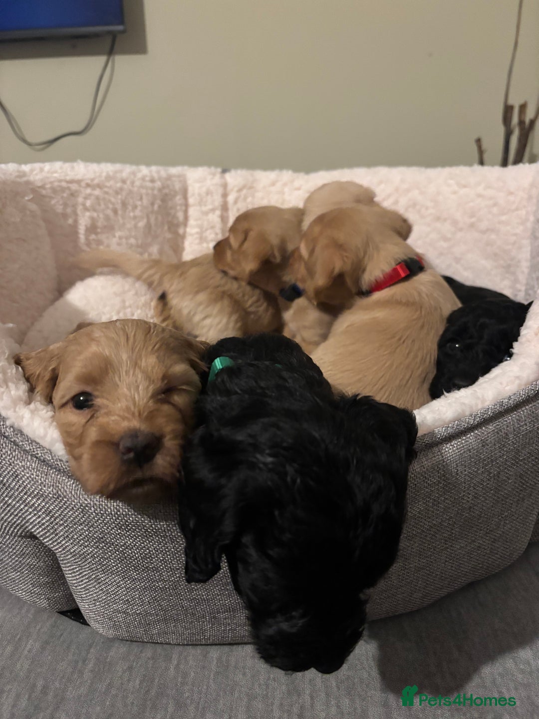 Mixed Breed dogs for sale: Lovely Cockapoo x miniature Labradoodle puppies!  - Advert 3