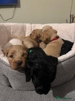 Mixed Breed dogs Beautiful Cockapoo x Labradoodle puppies! - Advert 1