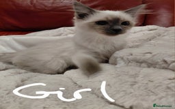 Birman cats for sale: Birman kittens  - Image 3