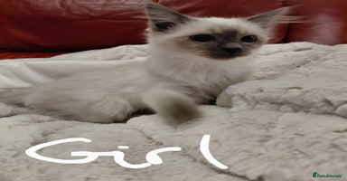 Birman cats - Advert 1