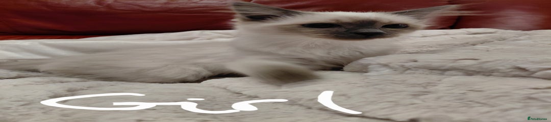 Birman Kitten 4