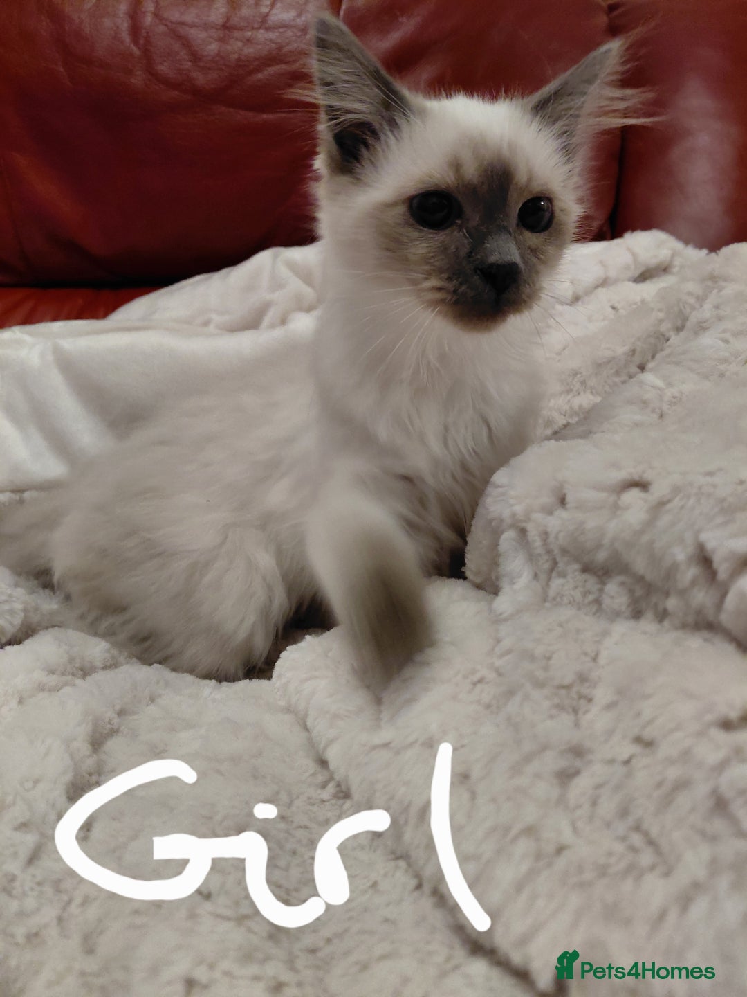 Birman cats for sale: Birman kittens  - Image 3