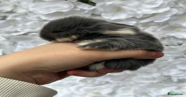 Mini Lop rabbits - Advert 3