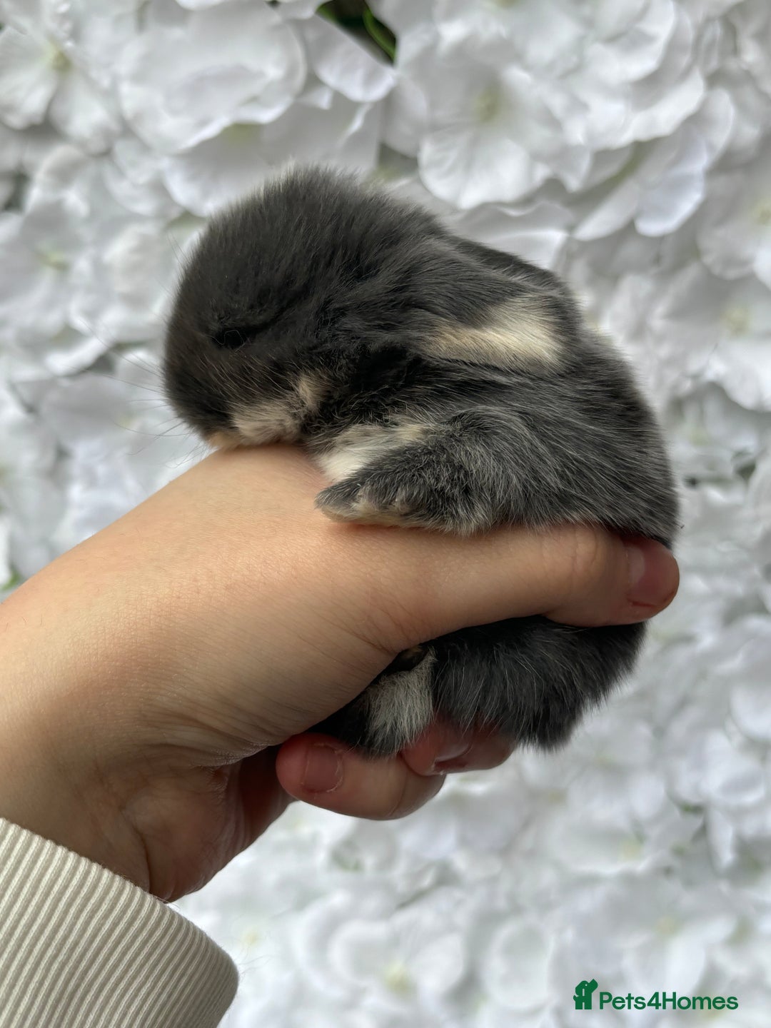 Mini Lop rabbits for sale: Beautiful pure mini lops  - Image 3