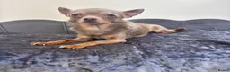 Chihuahua dogs for sale: Lilac KC Reg Chihuahua Stud  - Advert 7