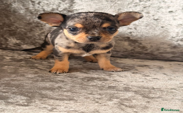 Chihuahua dogs - Advert 1