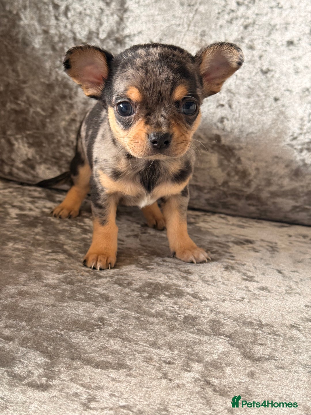 Chihuahua dogs for sale: Exquisite Chihuahua puppies ready now  - Image 1