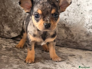 Chihuahua dogs - Advert 28